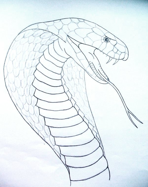 Cobra Drawing at GetDrawings | Free download