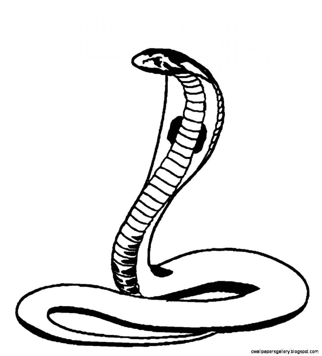 Cobra Drawing at GetDrawings | Free download