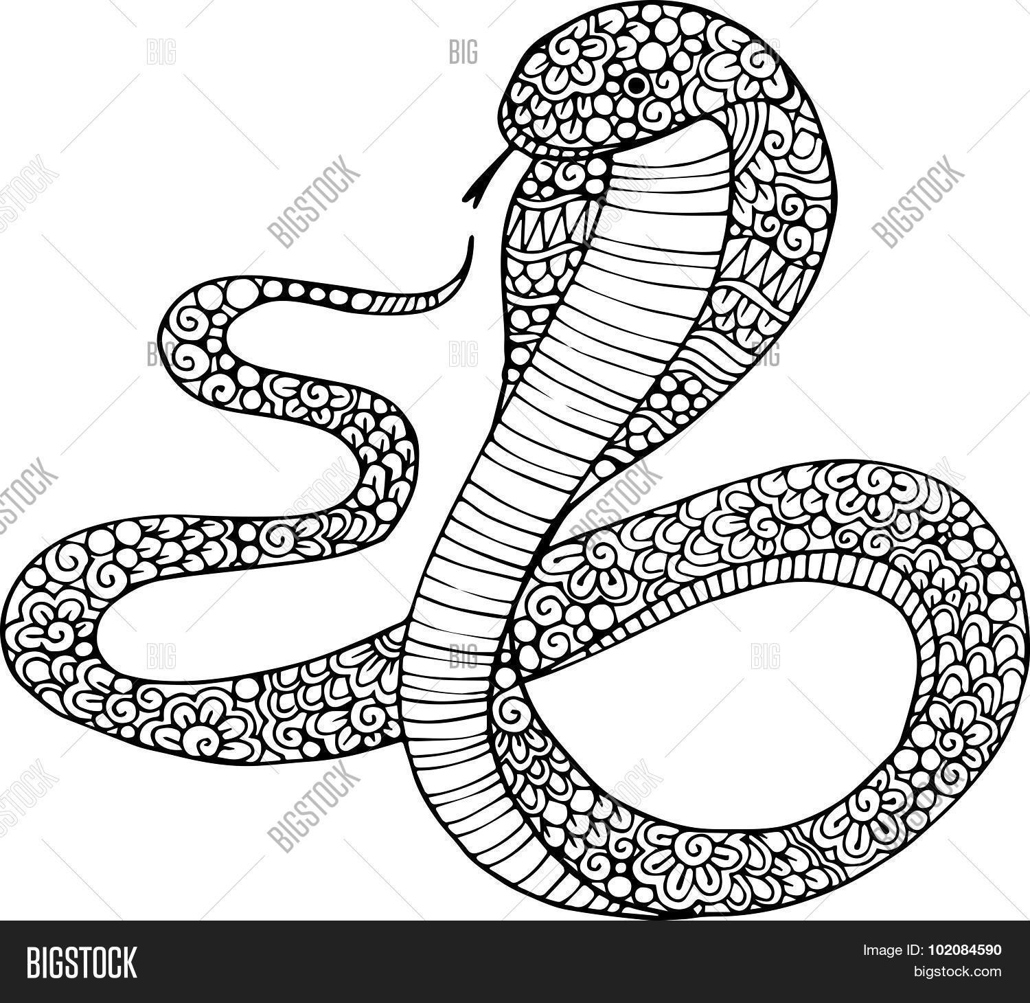 1500x1460 Hand Drawn Decorative Cobra Snake Vector Amp Photo Bigstock