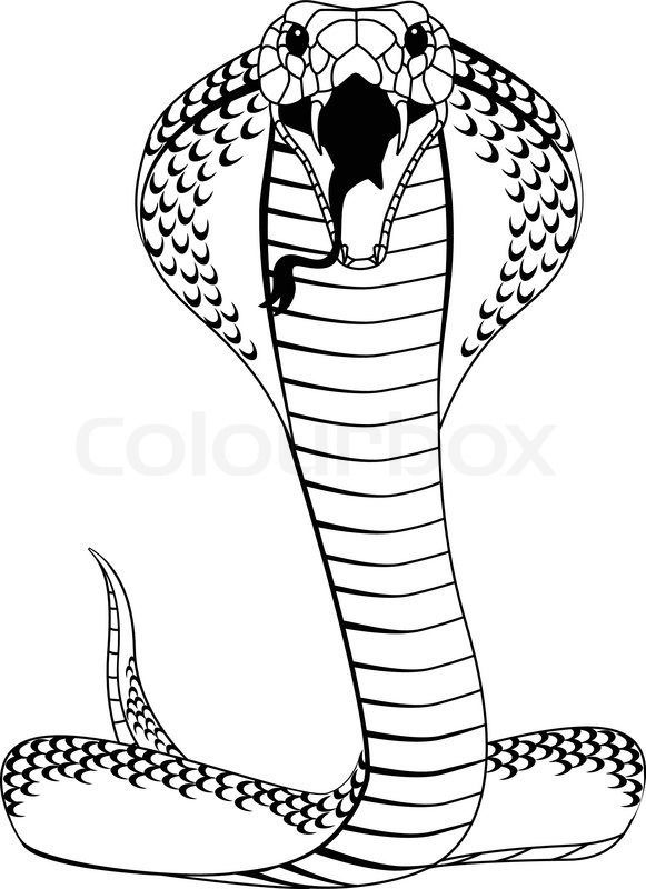 581x800 Cobra Stock Vector Colourbox