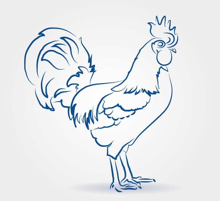 768x701 Hand Drawn Cock Free Vector Graphic Download