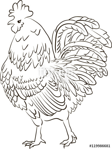 376x500 Hand Drawn Linert Blacknd White Sketch Of Cartoon Cock On