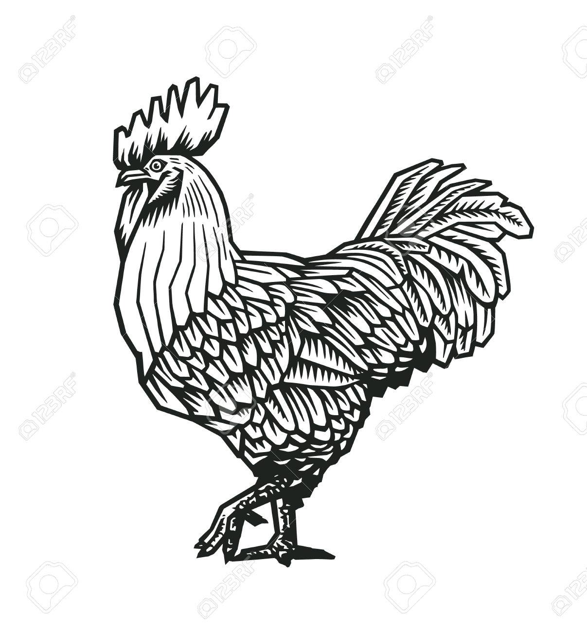 1207x1300 Rooster Or Cock Hand Drawn In Medieval Engraving Style. Gorgeous