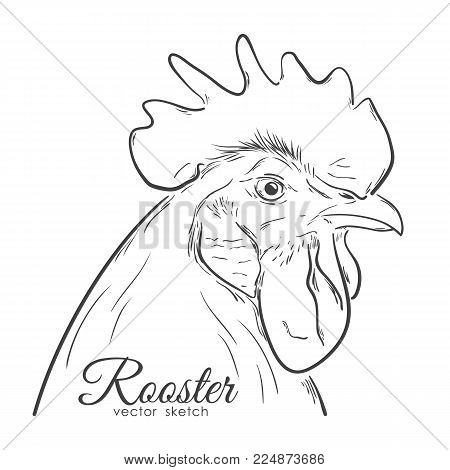 450x470 Cocks Images, Illustrations, Vectors