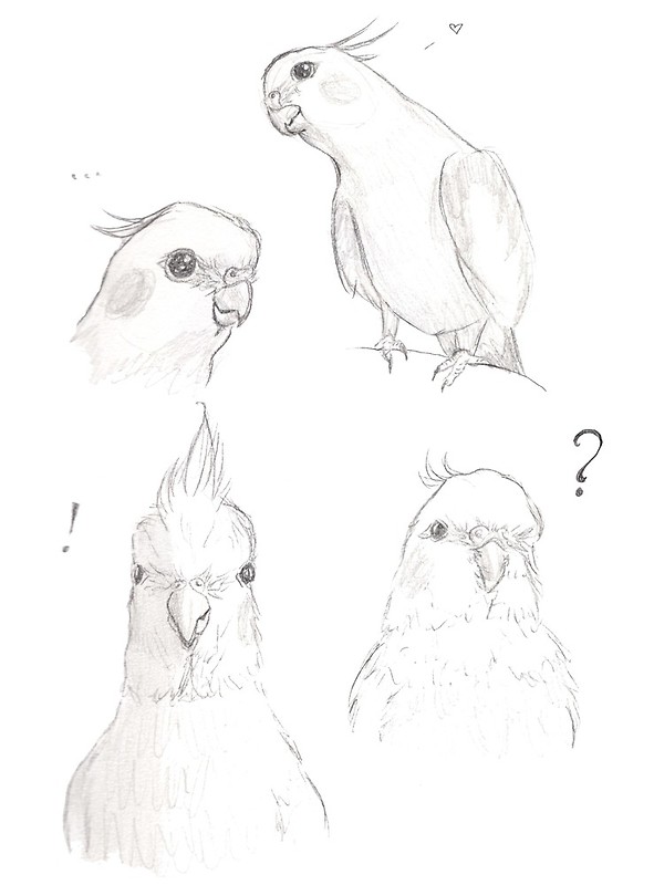 591x800 Cockatiel Bird Cute Drawing Graphite Canvas Prints By Twin's Art