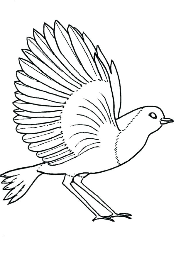 600x870 Fresh Cockatiel Coloring Pages Online Robin Bird Page Printable
