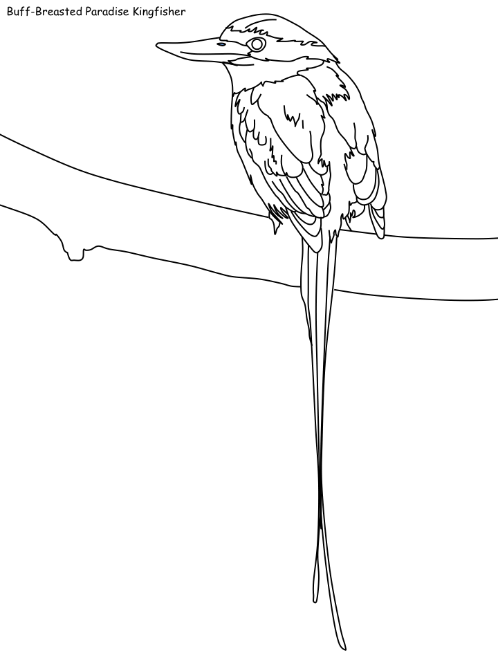 720x960 Bird Coloring Pages
