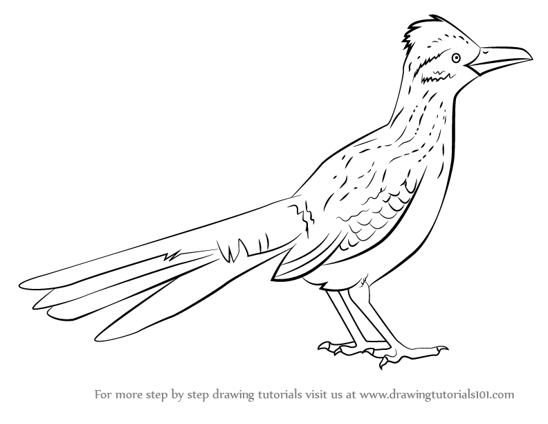 792x612 Learn How To Draw A Greater Roadrunner (Birds) Step By Step