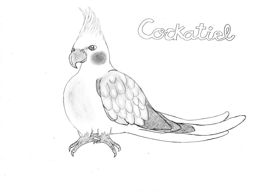 900x636 My Cockatiel Drawing. By Ladirao
