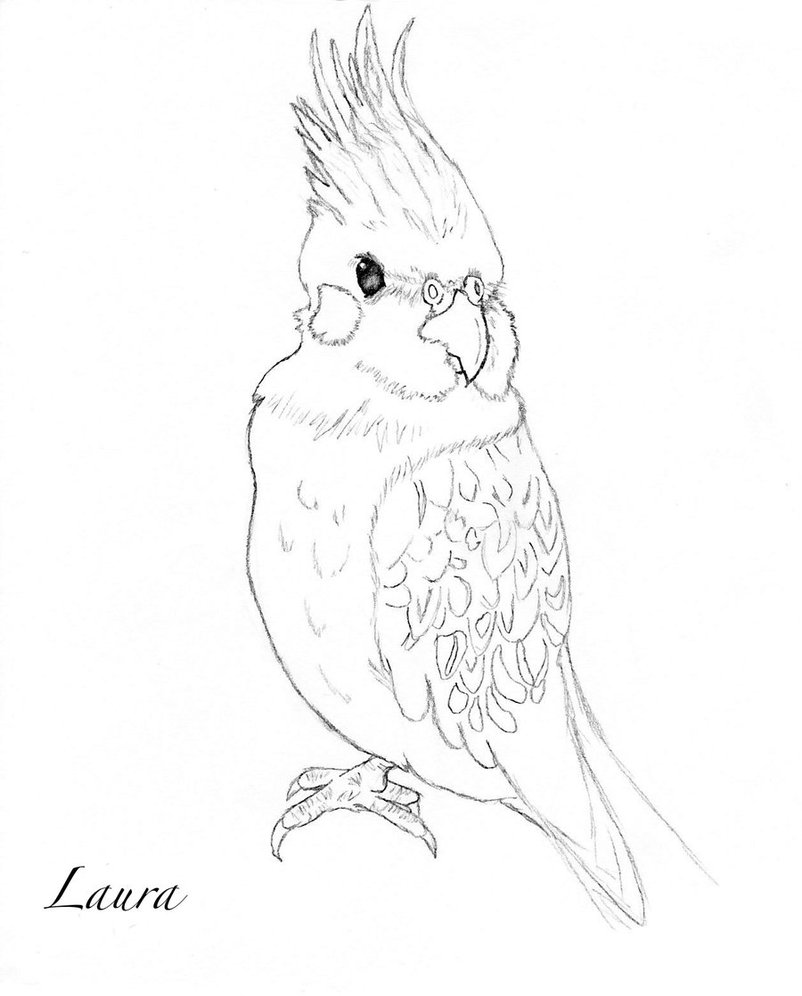 802x996 My Cockatiel Again By Ladirao