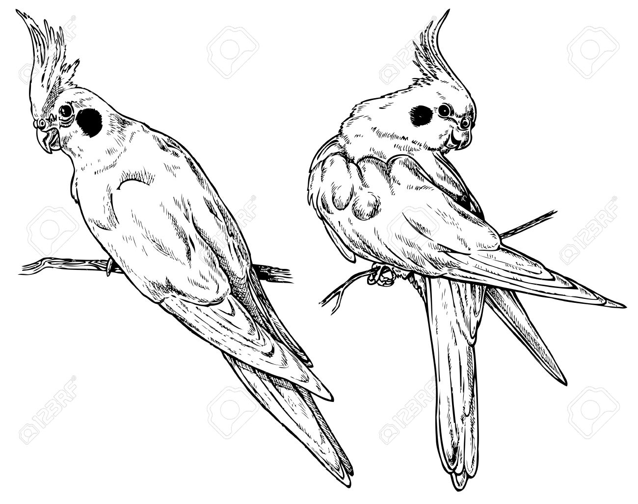 1300x1027 The Parrot Cockatiel From Two Perspectives. Drawing On Paper