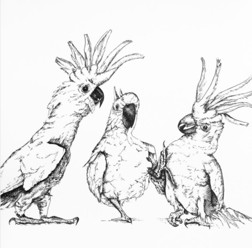 500x492 Cockatoo Illustration Tumblr