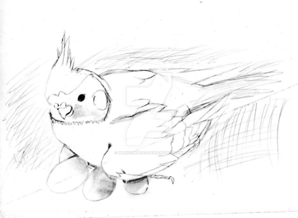1024x750 Cockatiel Sketch By Manicundead