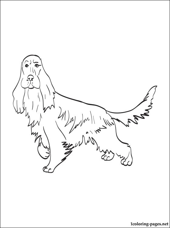560x750 Cocker Spaniel Coloring Page Coloring Pages
