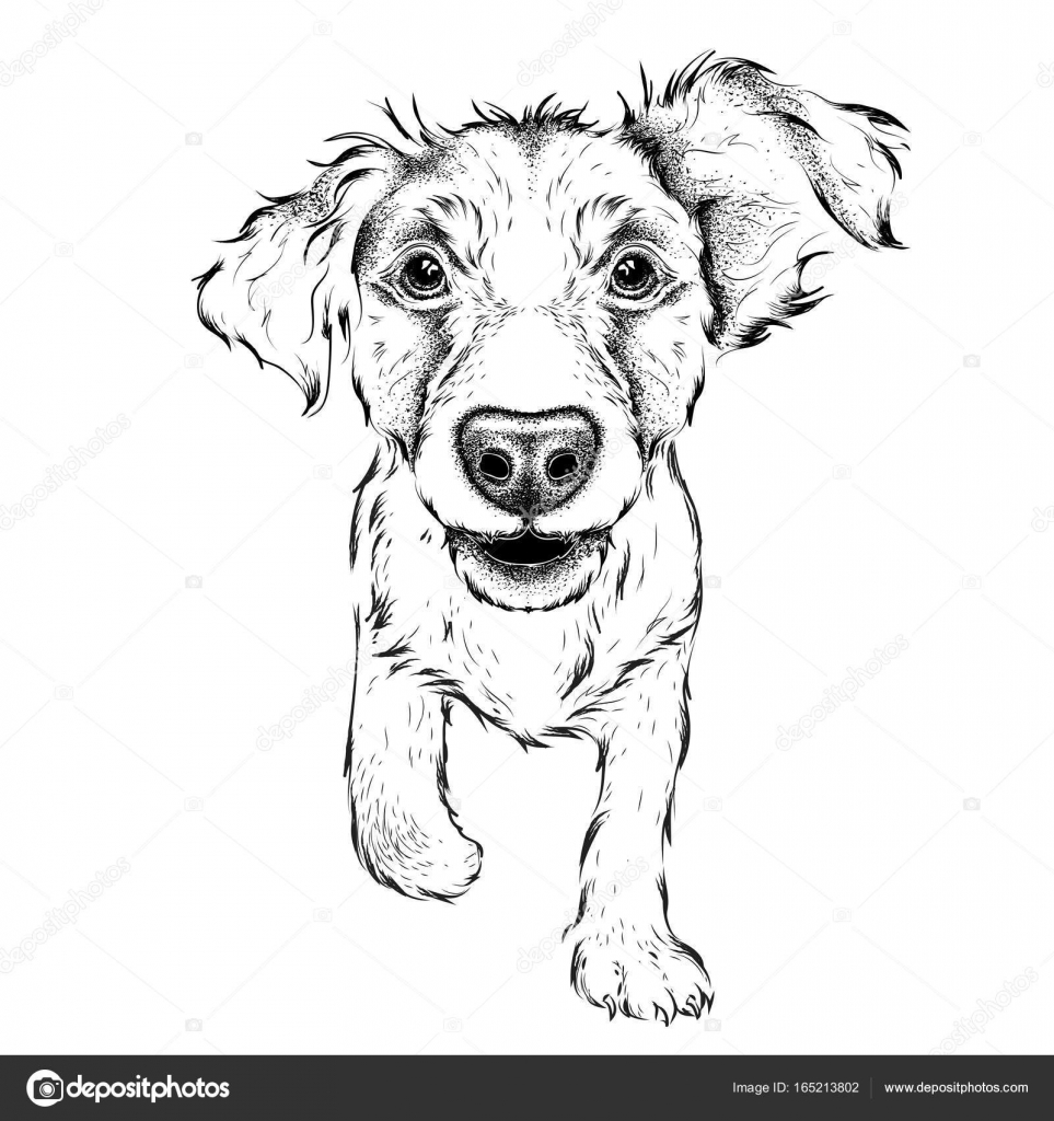 963x1024 Hand Draw Cocker Spaniel Portrait. Hand Draw Vector Illustration