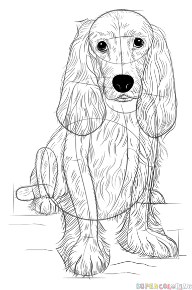382x575 How To Draw A Cocker Spaniel Step By Step Drawing Tutorials