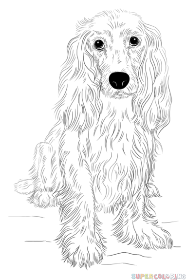 382x575 How To Draw A Cocker Spaniel Step By Step. Drawing Tutorials
