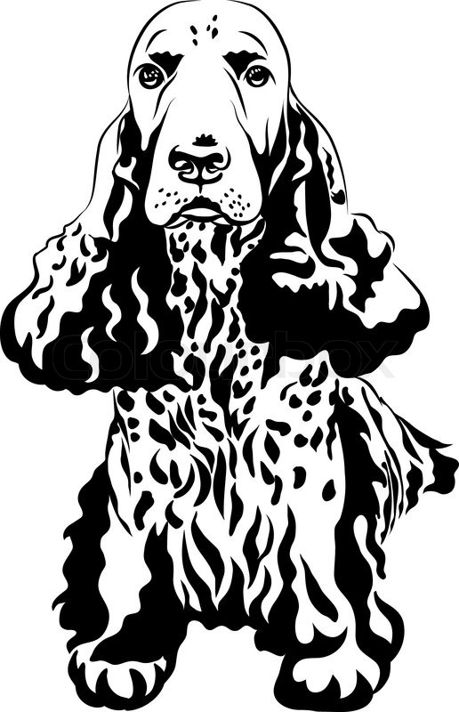 516x800 Black And White Sketch Close Up Portrait Of A Gun Dog Breed