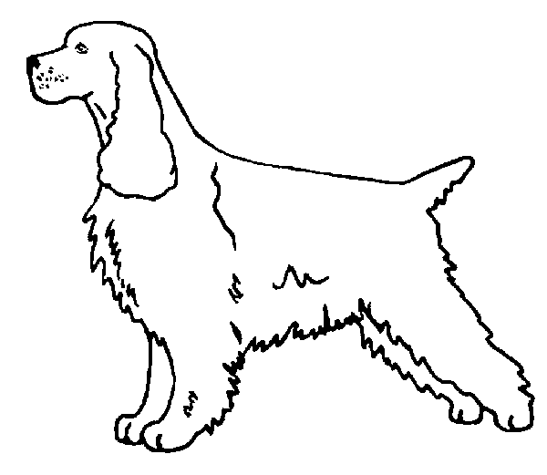 600x521 English Cocker Spaniel Puppies