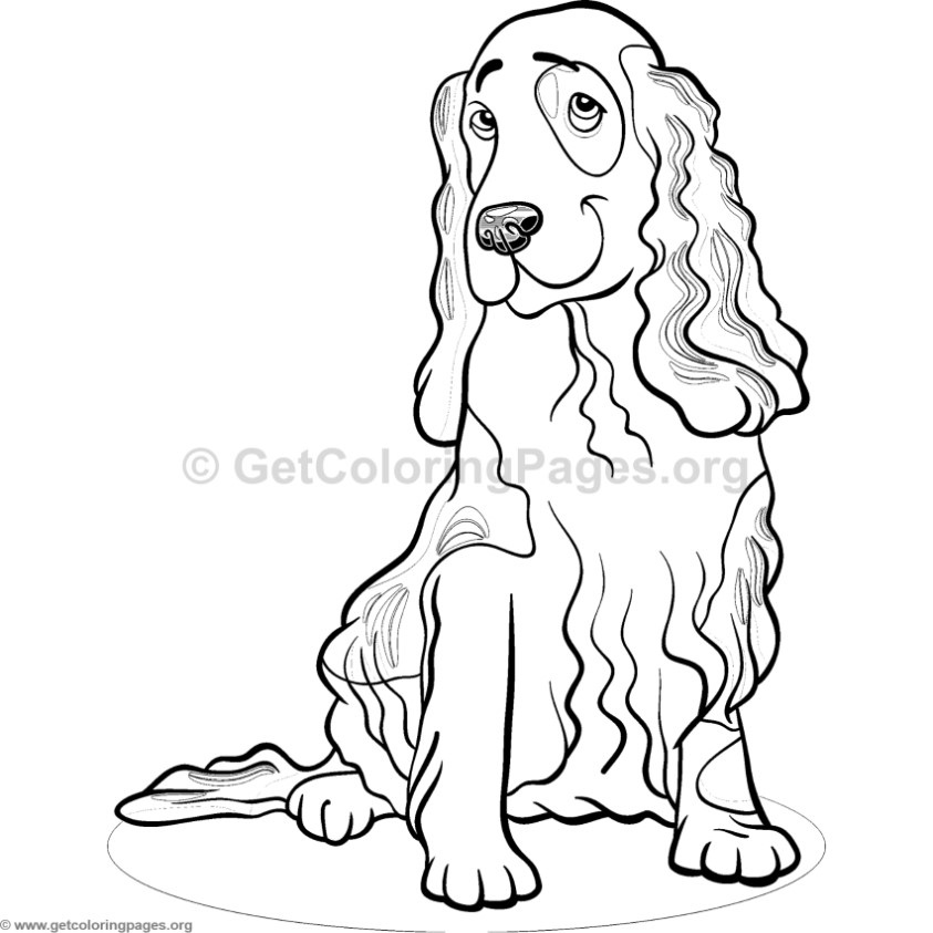 843x843 Cocker Spaniel Animal Coloring Pages