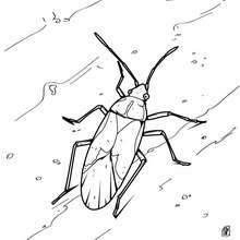 220x220 Cockroach Coloring Pages
