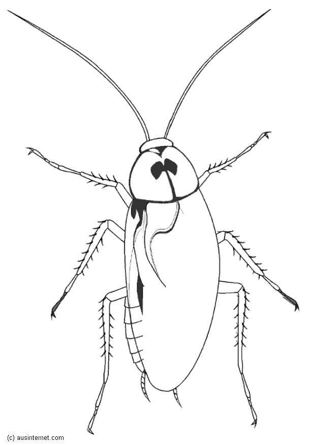 620x875 Coloring Page Cockroach