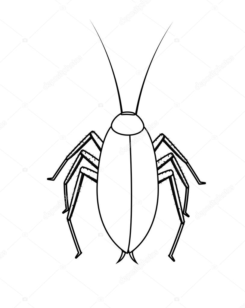814x1023 Drawing Art Of Cockroach Insect Stock Vector Baavli