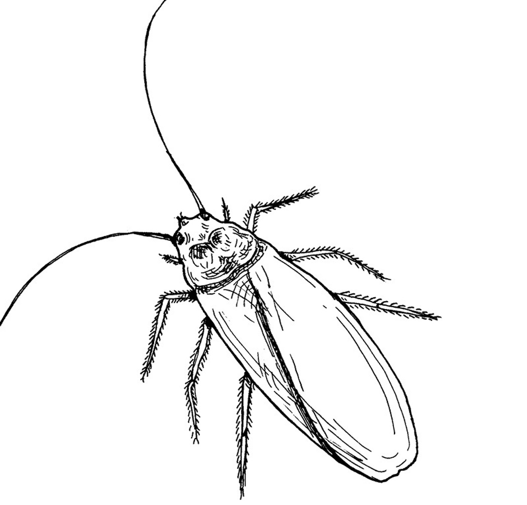 1050x1008 Free Printable Cockroach Coloring Pages For Kids