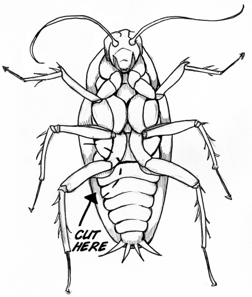 508x599 Cockroach Legs Drawings