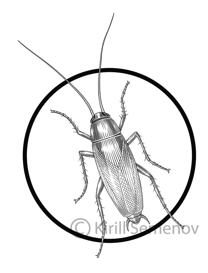 681x891 Cockroach By Skirill