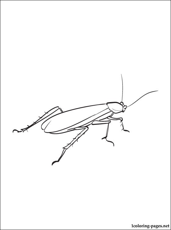 560x750 Cockroach Coloring Drawing Coloring Pages