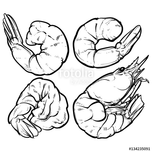500x500 Shrimp Cocktail Drawing On A White Background. Seafood For A Par