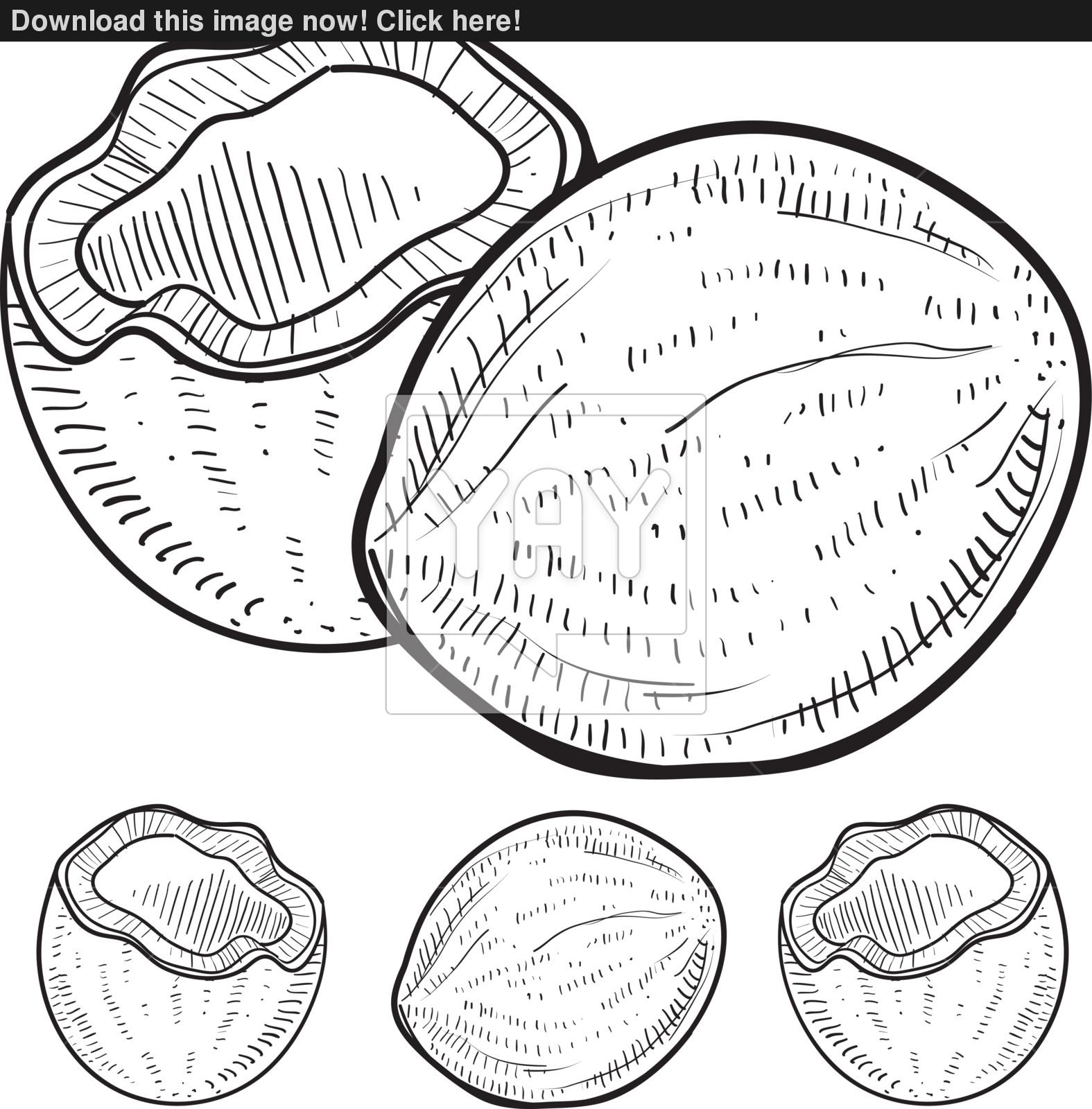 1575x1600 Coconut Sketch Vector