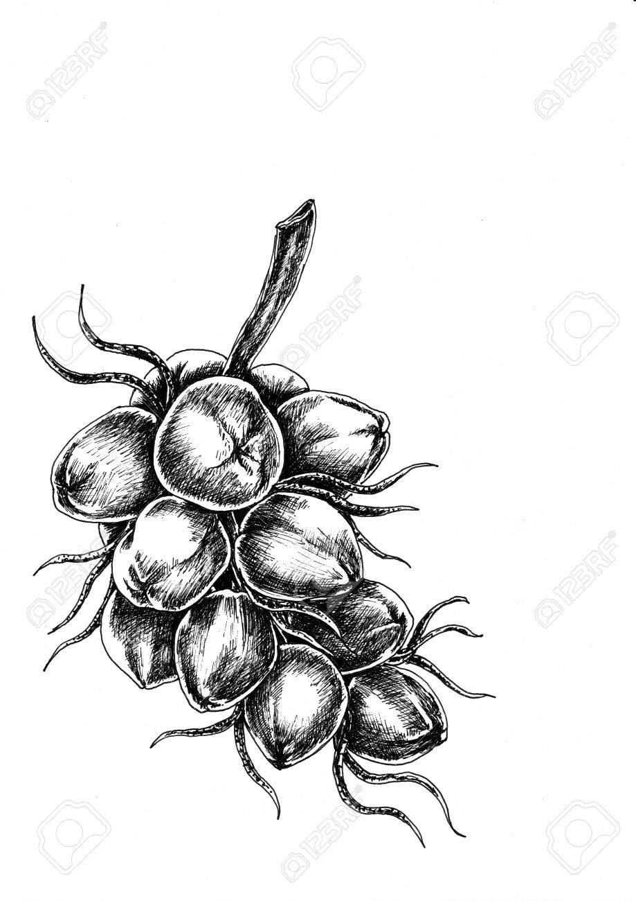 919x1300 Hand Drawing Coconut Stock Photo, Picture And Royalty Free Image
