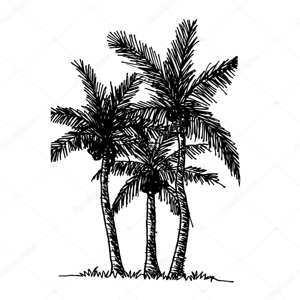 1024x1024 Doodle Coconut Tree Icon Stock Vector Porjai