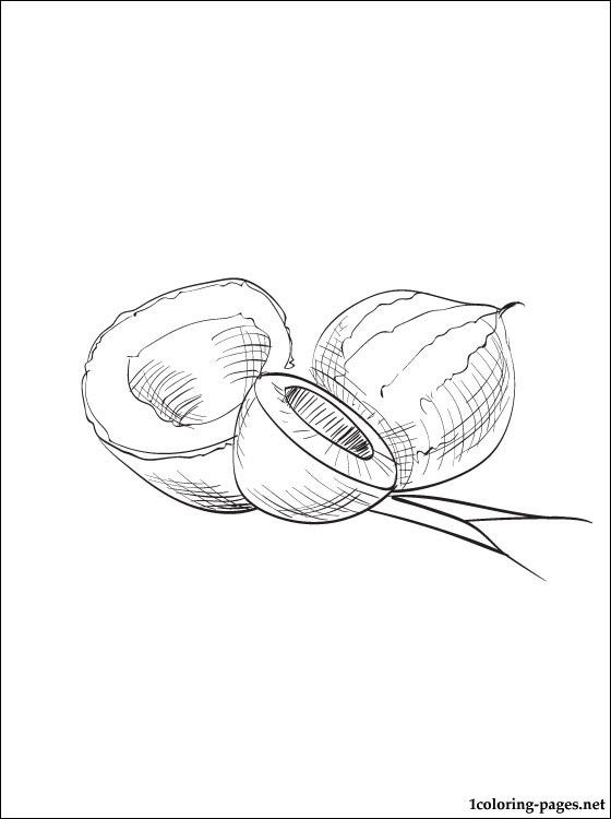 560x750 Coconut Coloring Page For Kids Coloring Pages