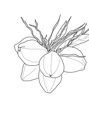360x480 Coconuts On Palm Coloring Page Free Printable Coloring Pages