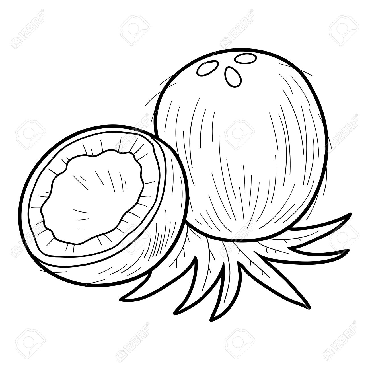 Coconut Line Drawing at GetDrawings | Free download