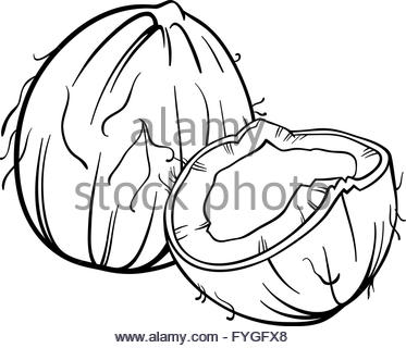 373x320 Coconut Fresh Fruit Drawing Icon Stock Vector Art Amp Illustration