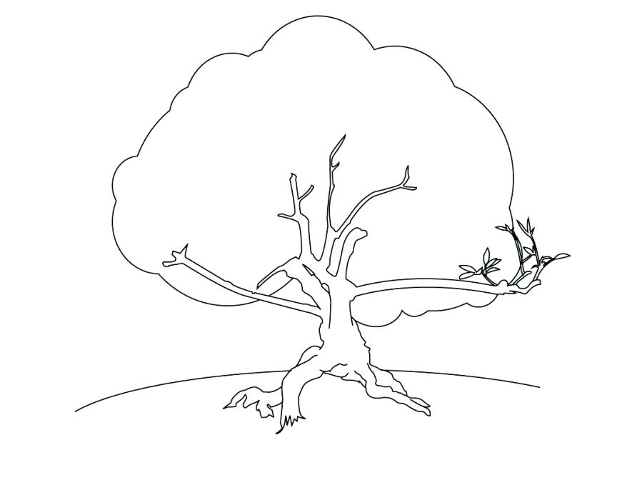 878x679 Coconut Tree Coloring Page Coloring Free Tree For Coloring