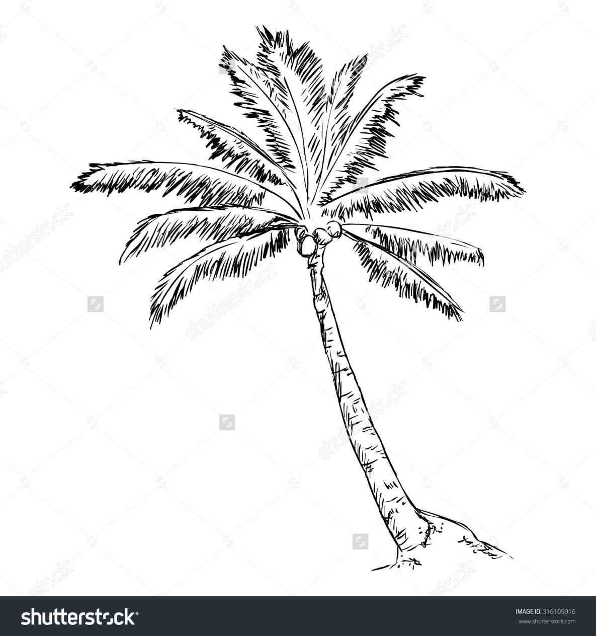 1185x1264 Palm Tree Drawing