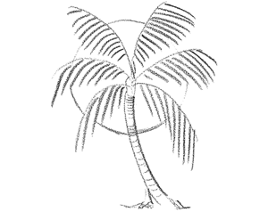 300x238 Drawing Trees How To Draw Trees, Branches, Leaves With Drawing