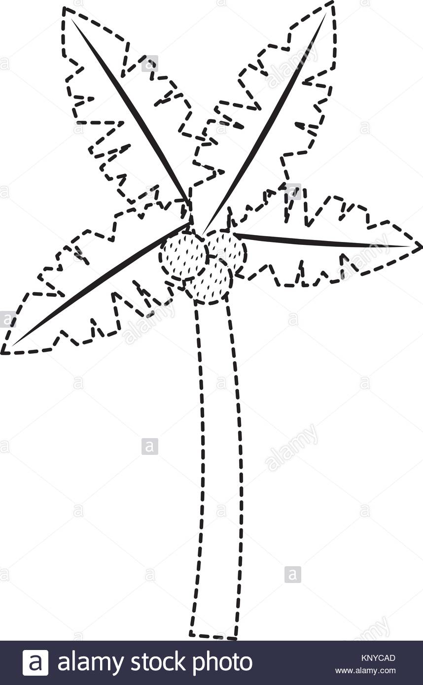 858x1390 Coconut Tree Black And White Stock Photos Amp Images