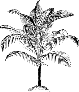 255x298 Miniature Coconut Palm Clip Art