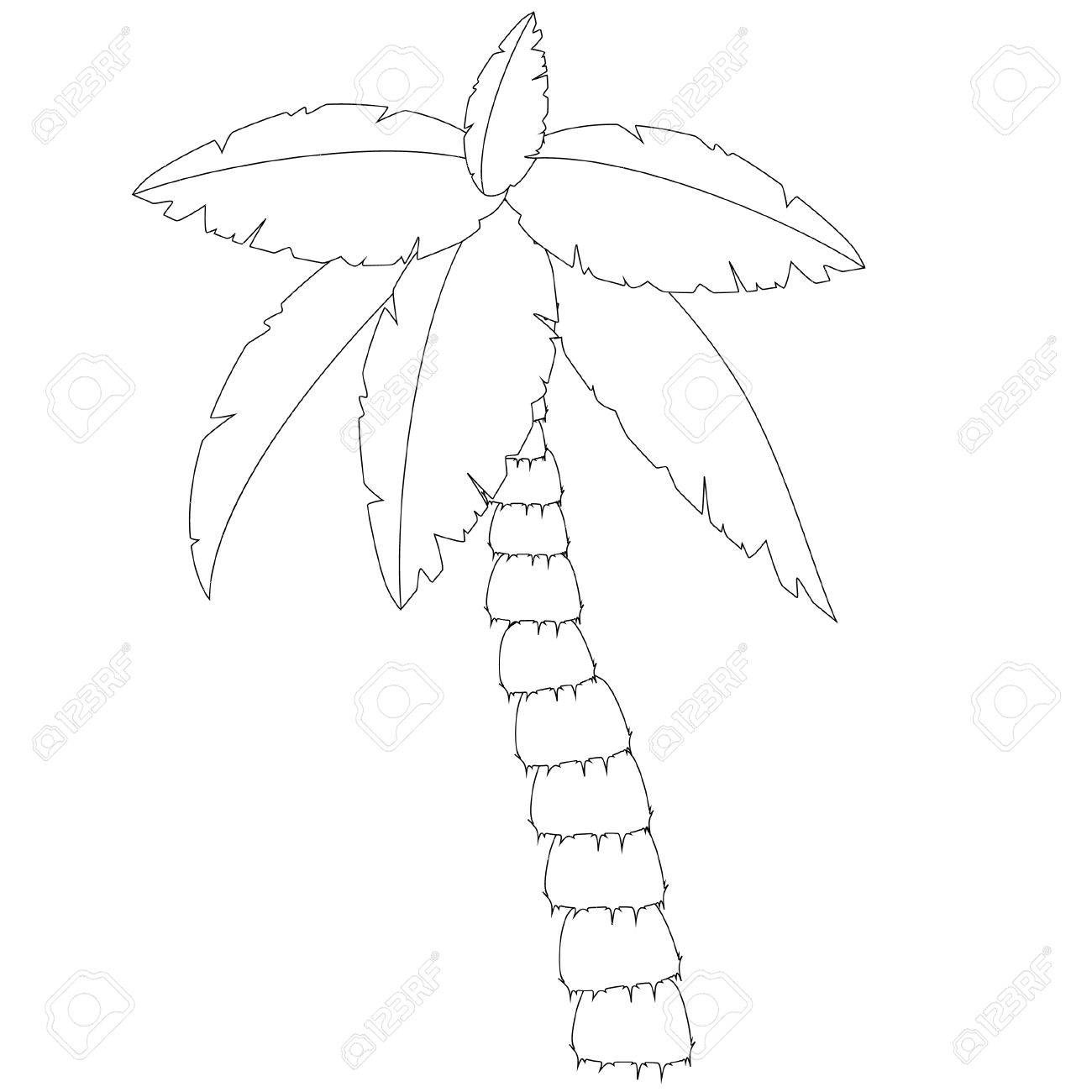 1300x1300 Palm Tree Outline Drawings, Coconut Tree, Palm Tree Raster