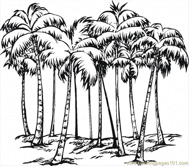 650x570 Coconut Tree 3 Coloring Page