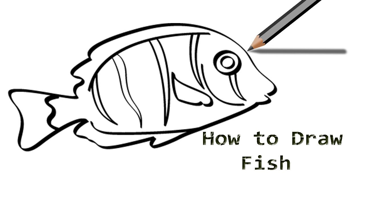 1280x720 How To Draw Anchovy Fish How To Draw