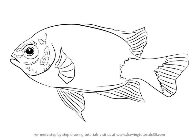 800x566 Learn How To Draw A Damselfish (Fishes) Step By Step Drawing