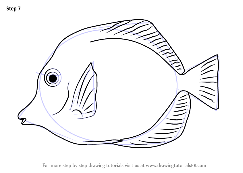 846x600 Learn How To Draw A Yellow Tang (Fishes) Step By Step Drawing