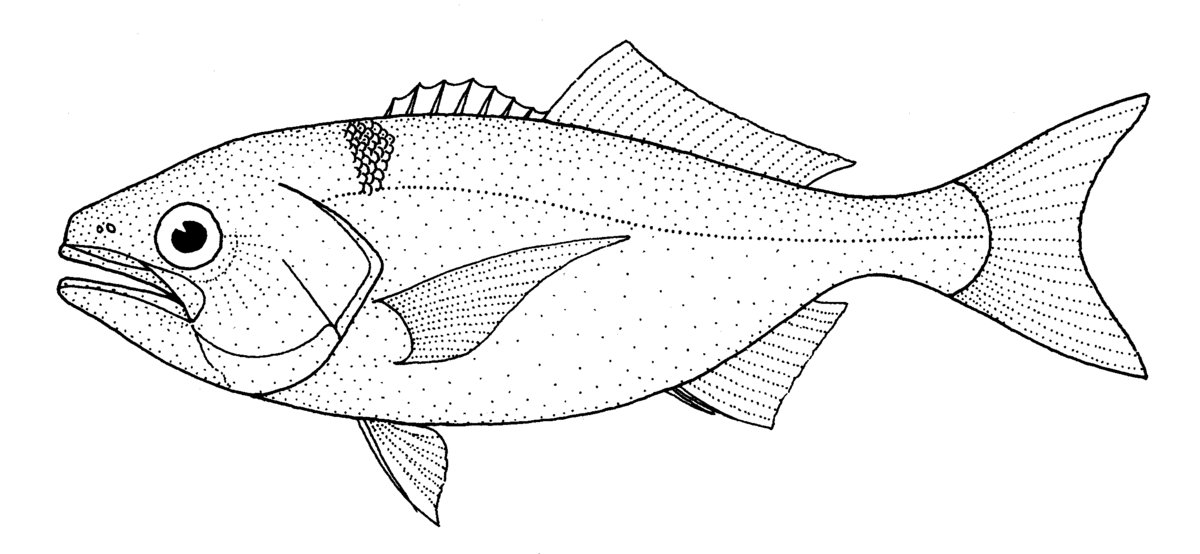1200x554 Antarctic Butterfish